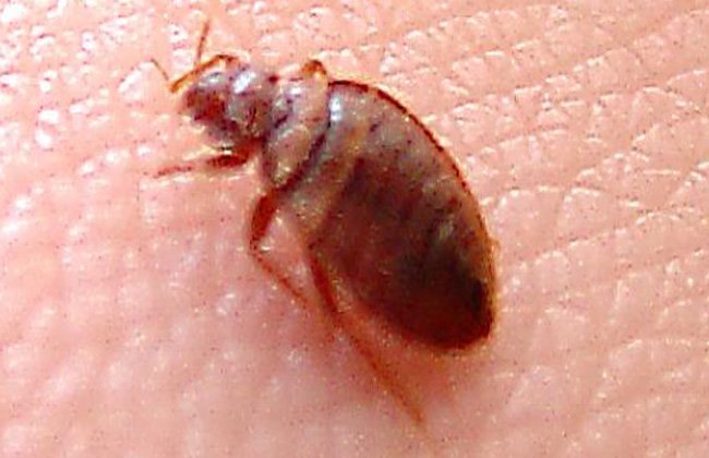 افضل شركة مكافحة حشرات في الشارقة