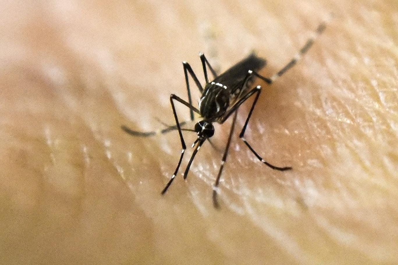 افضل شركة مكافحة حشرات في الشارقة