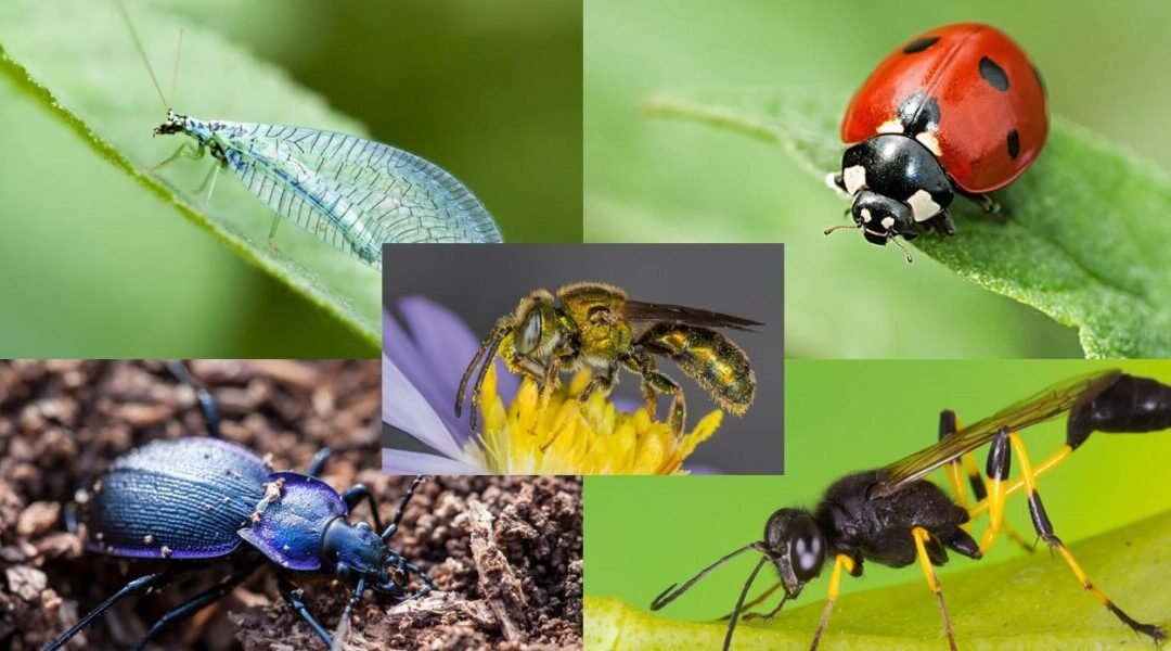 افضل شركة مكافحة حشرات في دبي