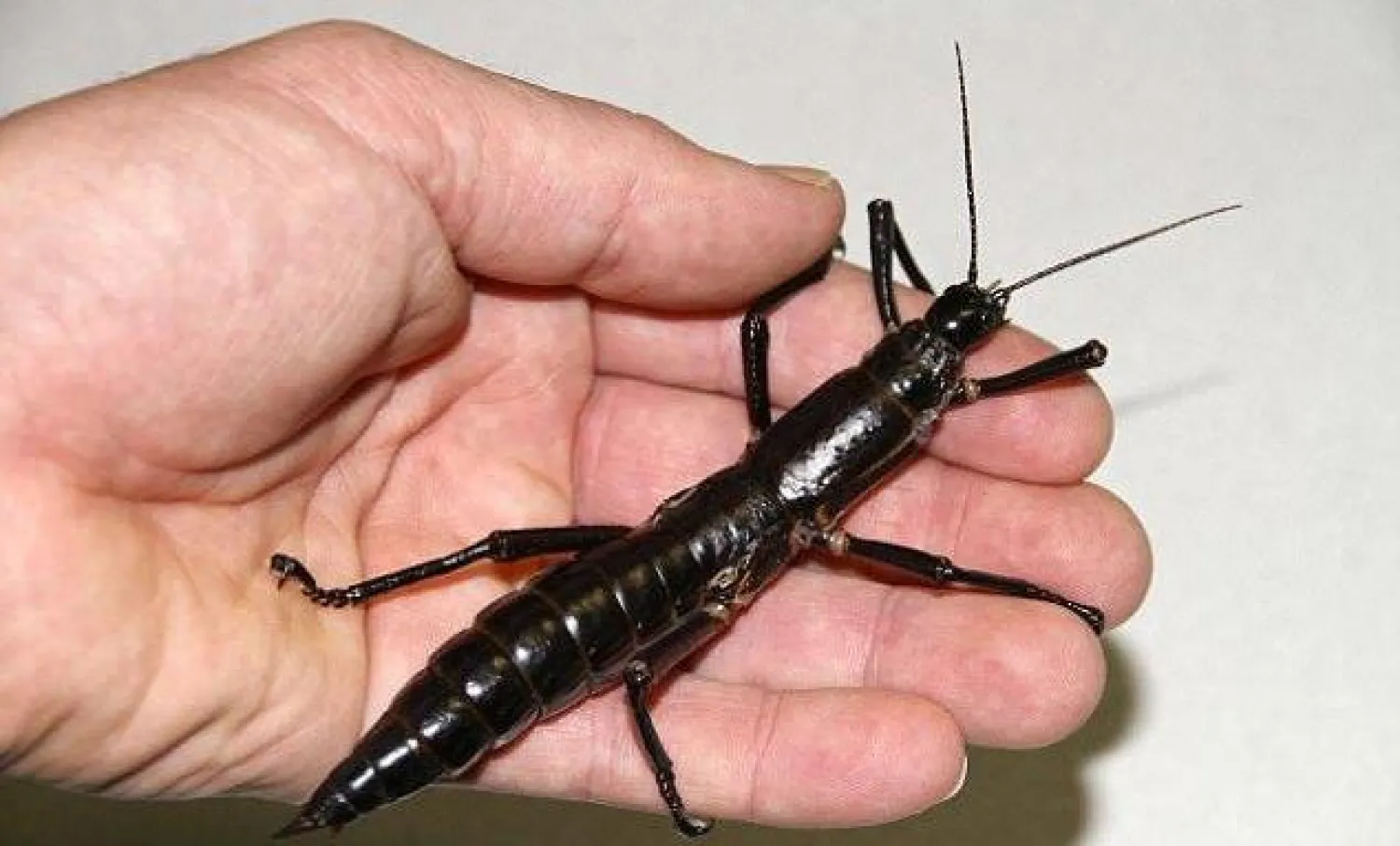 افضل شركة مكافحة حشرات في الشارقة