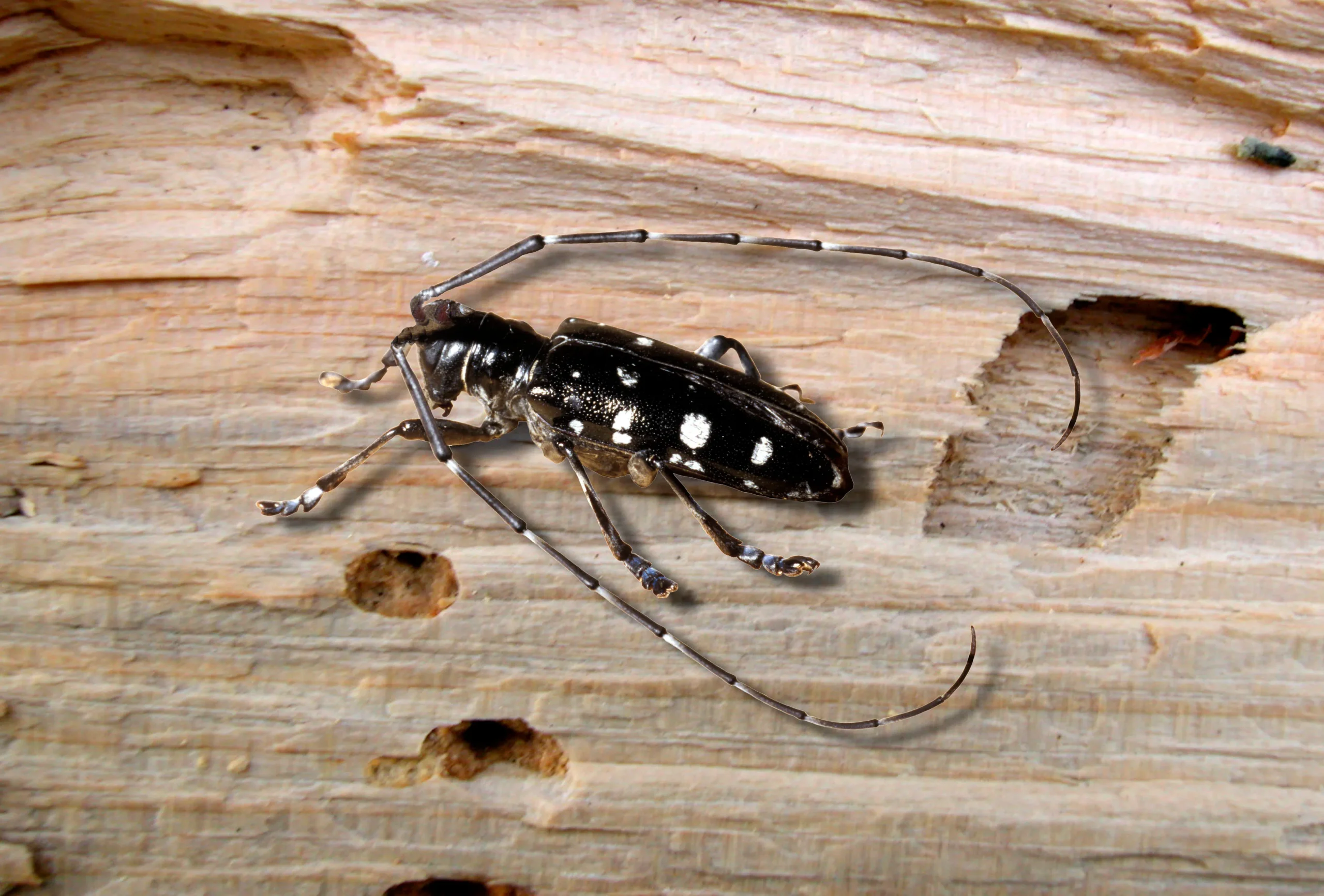 افضل شركة مكافحة حشرات في دبي