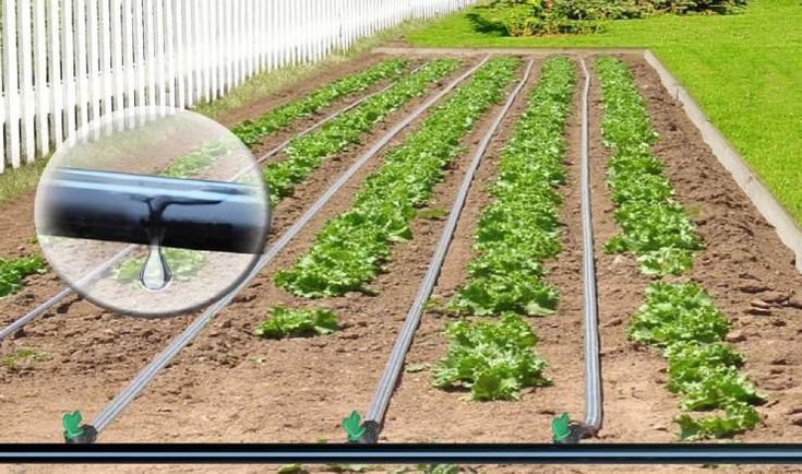 ارخص شركة تنسيق حدائق بالرياض