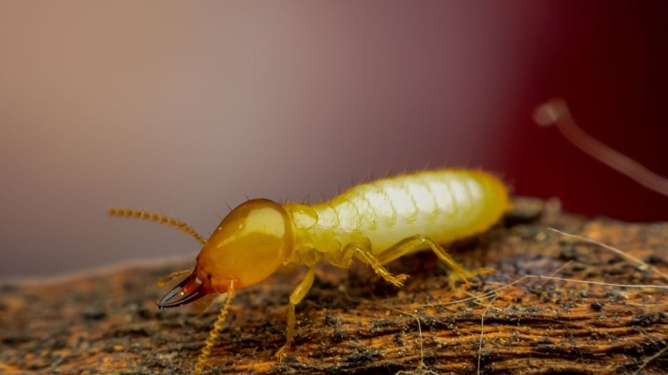 شركة مكافحة الرمة في دبى