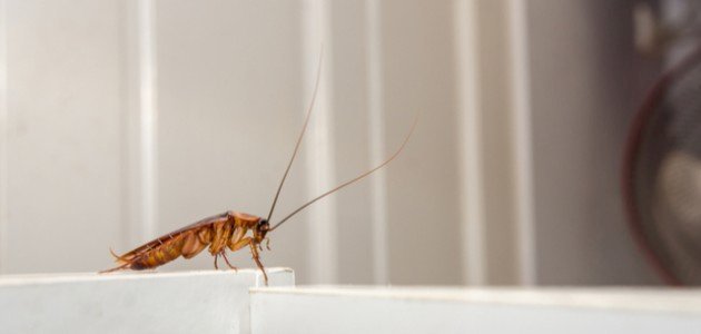 افضل شركة مكافحة حشرات في الشارقة